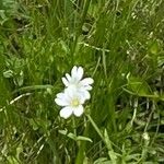 Cerastium arvenseफूल