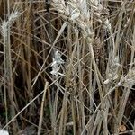 Triticum turgidum Fruto