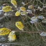 Salix cinerea Blüte