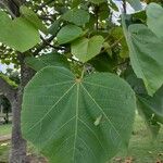 Ochroma pyramidale Leaf