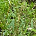 Vicia sativa Blad