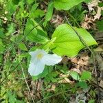 Trillium grandiflorumफूल