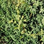 Chenopodium ficifolium (Hedelmä)