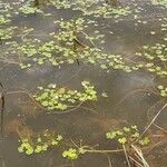 Ranunculus aquatilis ശീലം