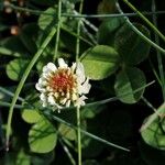 Trifolium occidentale Blomma