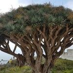 Dracaena draco Folha