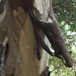 Cordia caffra Bark