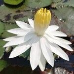 Nymphaea lotus Blodyn