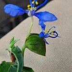 Commelina forskaolii Kita