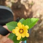 Sida fallax Flower