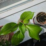 Hosta longipes Blad