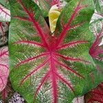 Caladium bicolorLevél