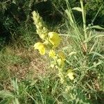 Verbascum densiflorumЦветок