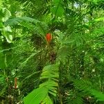 Musa coccinea Leaf