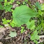 Dioscorea villosa Blatt