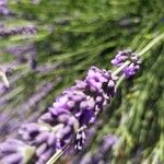 Lavandula × intermedia Flower