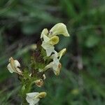 Pedicularis ascendens Flower