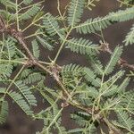 Vachellia farnesiana Blad