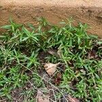 Oldenlandia corymbosa Лист