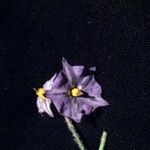 Solanum stoloniferum موطن