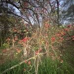 Arthroclianthus sanguineusCvet