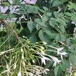 Millingtonia hortensis Floare
