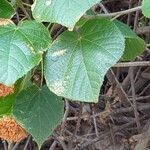 Dombeya wallichii Foglia