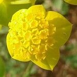 Bupleurum ranunculoides Kwiat