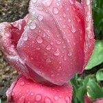 Tulipa grengiolensis Flower