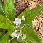 Cynoglossum virginianum Blüte