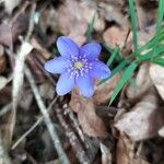 Anemone hepaticaFlower