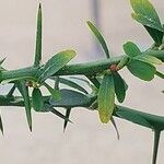 Citrus australasica Leaf