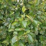 Cotoneaster acutifolius Leaf