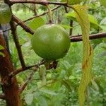 Psidium guajava Ovoce