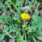 Taraxacum clemens Hábito