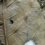 Alseis longifolia Leaf