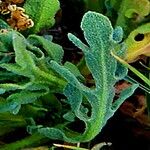 Gaillardia pinnatifida Leaf