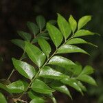 Picramnia antidesma Leaf