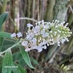 Buddleja albiflora Кветка