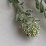 Lepidium hirtum Fleur