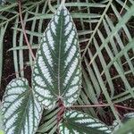 Cissus javana Folha