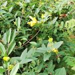 Hypericum × hidcoteense 叶