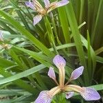 Iris foetidissima Yaprak