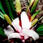Freycinetia schlechteri 花