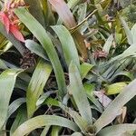 Guzmania plumieri Листок