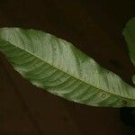 Quiina guianensis Leaf