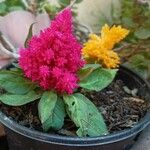 Celosia argenteaЦветок