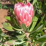 Protea caffra Flower