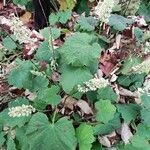 Heuchera villosa Lehti