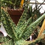 Aloe rauhii 葉